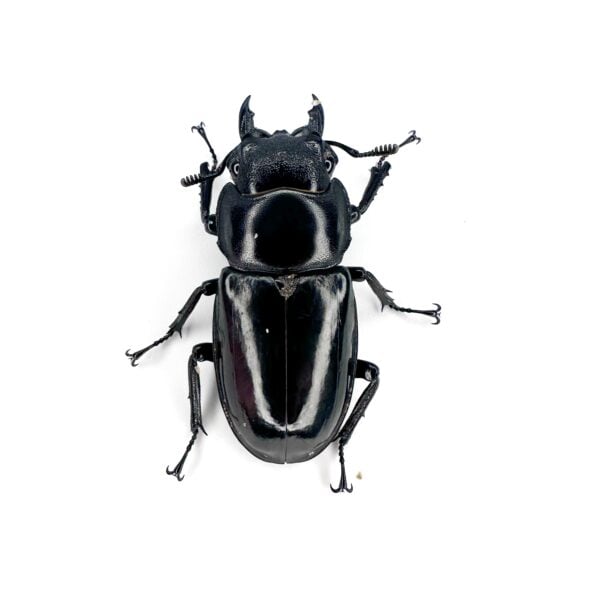 巨顎叉角鍬形蟲（WD） ♀47mm 單母 A組