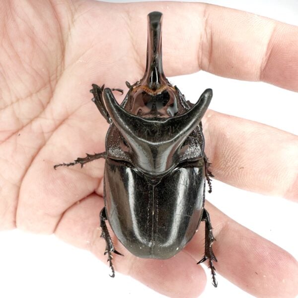 暴龍兜（超壯.角幅22mm）♂70mm+ 成對