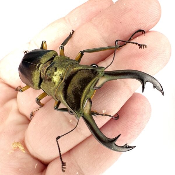 紅鹿細身赤鍬形蟲（野生第一代）  ♂62mm 成對