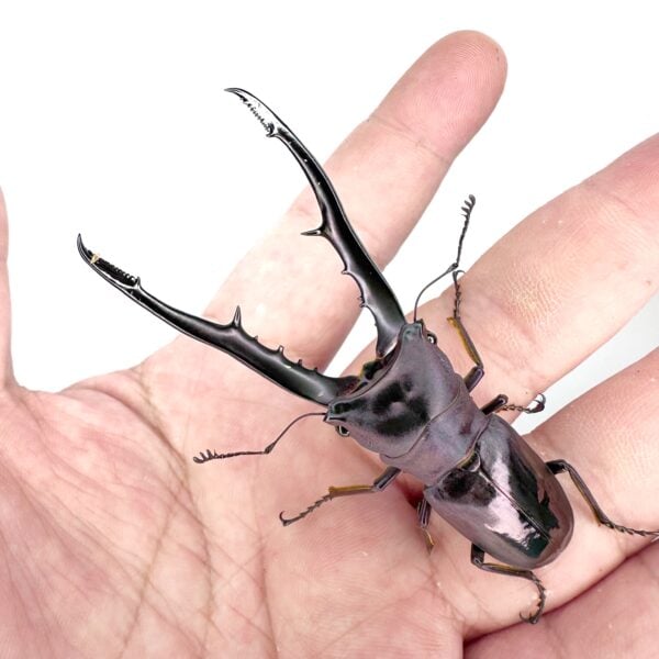 美他力佛細身赤鍬形蟲（湖水綠血統）♂75mm  成對