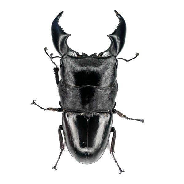 亞齊巨扁鍬形蟲（kuni血統）♂98mm 成對