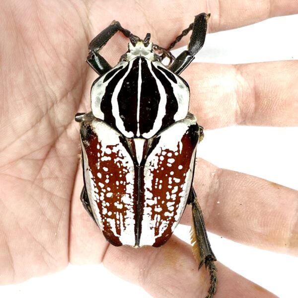 大王花金龜Gg ♂62mm 成對