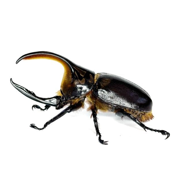 撒旦大兜蟲  ♂98mm 成對