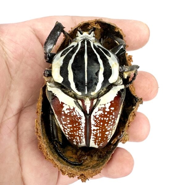 大王花金龜Gg ♂66mm 成對
