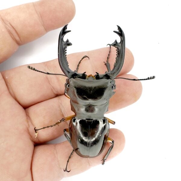 帝王鬼豔鍬形蟲（長牙天然品.komori亞種）♂64mm 成對