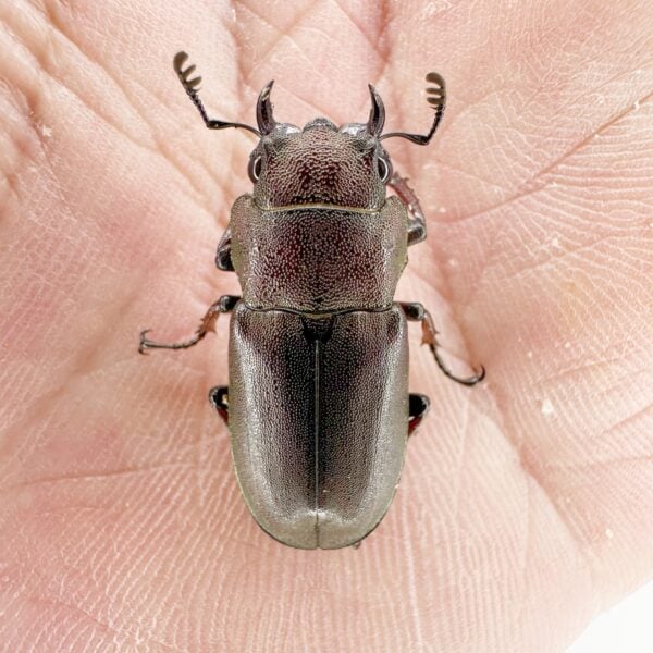 大頭寶寶細身赤鍬形蟲（m島）♀all size  單母 NO.1