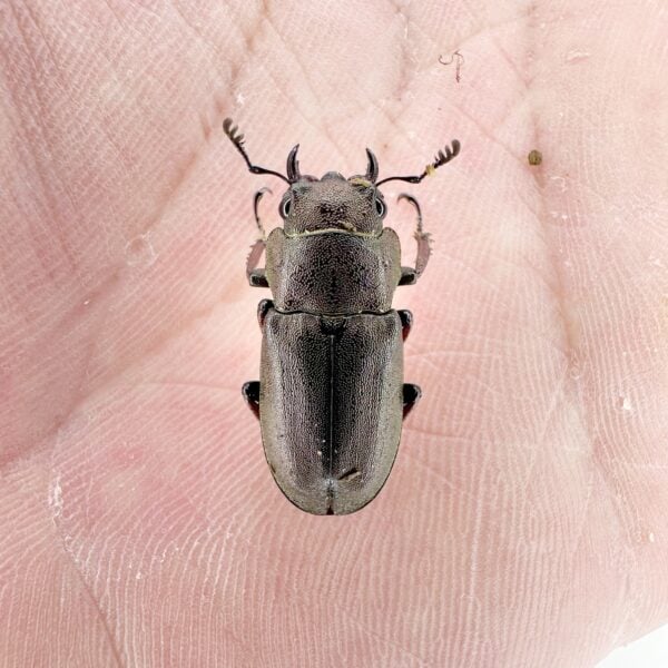 大頭寶寶細身赤鍬形蟲（m島）♀all size  單母 NO.2