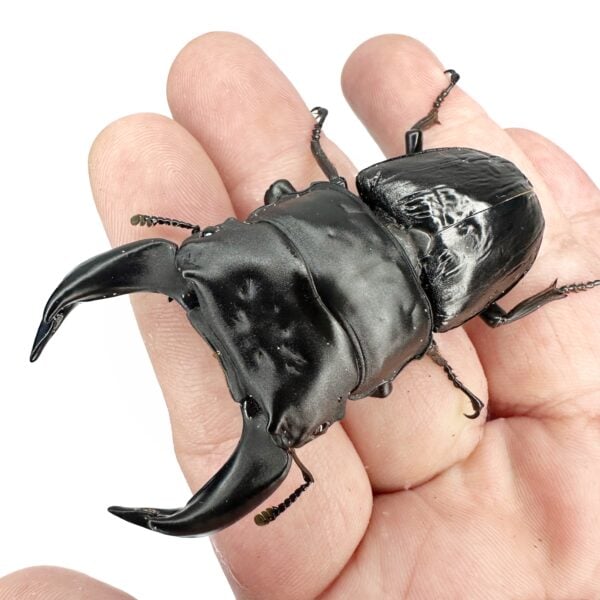 中國大鍬（極太血統.日本飼育品）♂70mm 成對