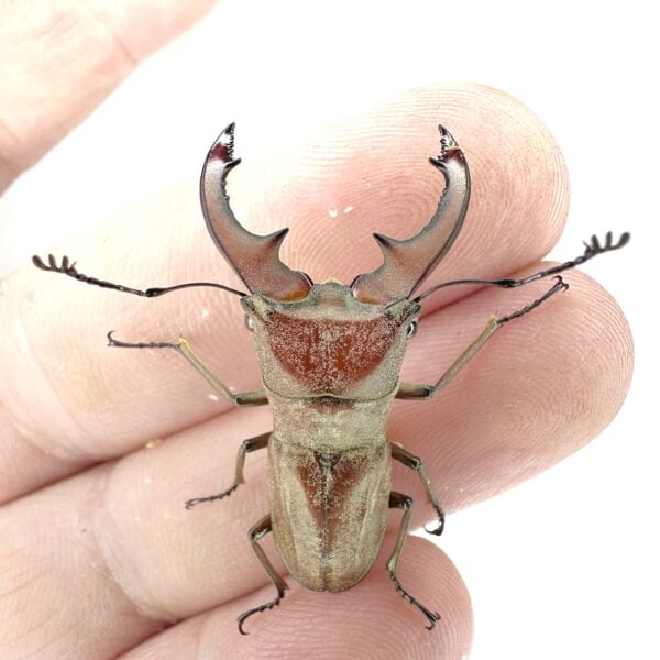 涼村氏細身赤鍬形蟲（稀有少流通.天然品）♂33mm 成對