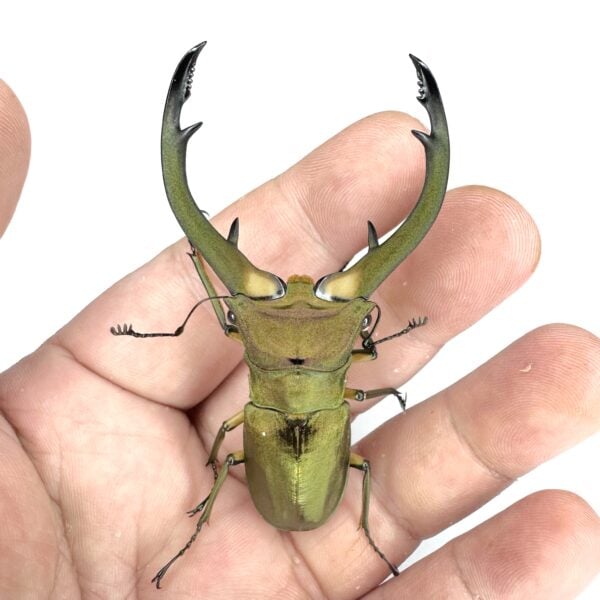 紅鹿細身赤鍬形蟲（野生第一代.大型飼育品）  ♂75mm 成對