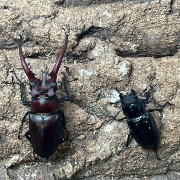 赫曼深山鍬形蟲 ♂81mm 成對