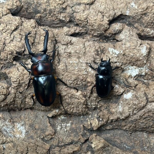 雲頂鹿角鍬形蟲 ♂63mm 成對