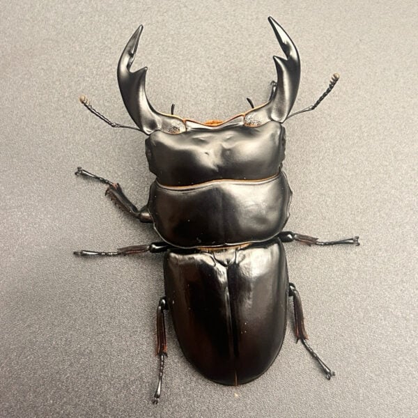 尼泊爾安達祐實大鍬形蟲 ♂83mm 成對