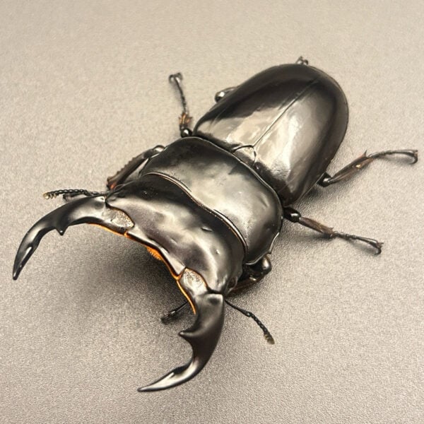 尼泊爾安達祐實大鍬形蟲 ♂73mm 成對