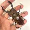 高砂深山鍬形蟲（新竹縣.尖石產）♂80mm 單公
