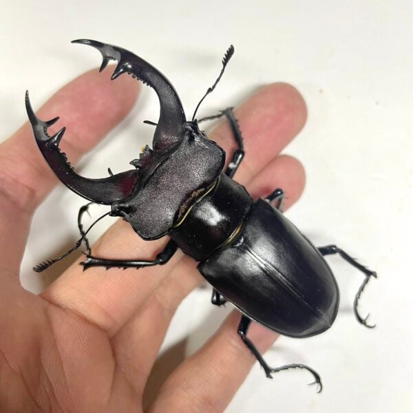 歐洲深山鍬形蟲（敘利亞產.LCA）♂82mm 單公