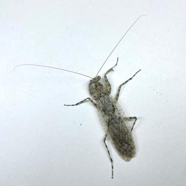 樹皮螳螂（桃園.復興產）♀ 單母