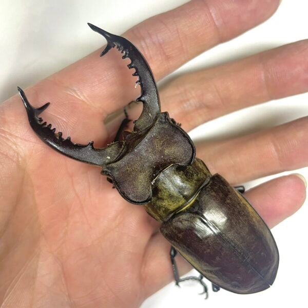高砂深山鍬形蟲（新竹縣.尖石產）♂84mm 超大型單公