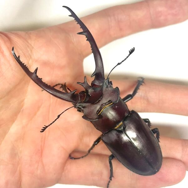 台灣深山鍬形蟲（南投縣.廬山產）♂77.9mm 成對