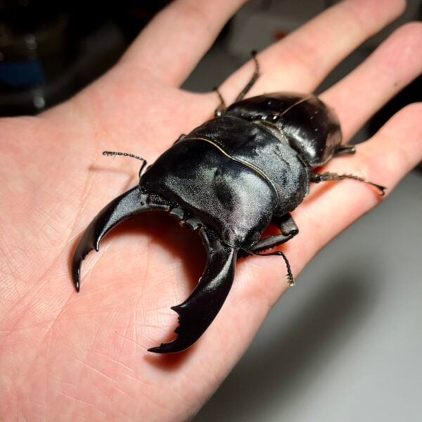 帝王扁鍬形蟲 ♂95mm 單公
