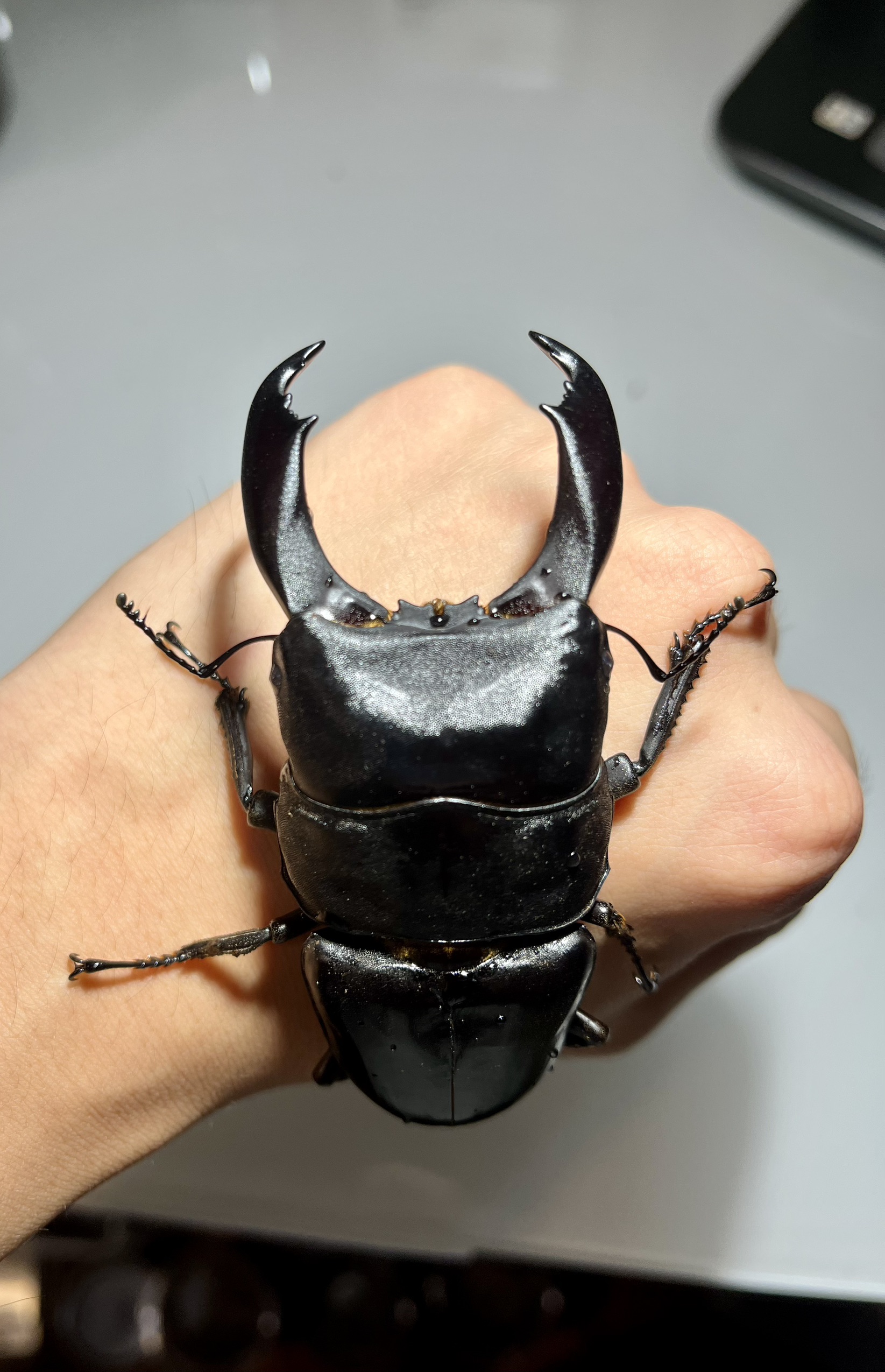 文玩堂：闷尖白獅子頭（46mm） 帝王扁鍬形蟲♂95mm 單公| 虫購HUEISHOP
