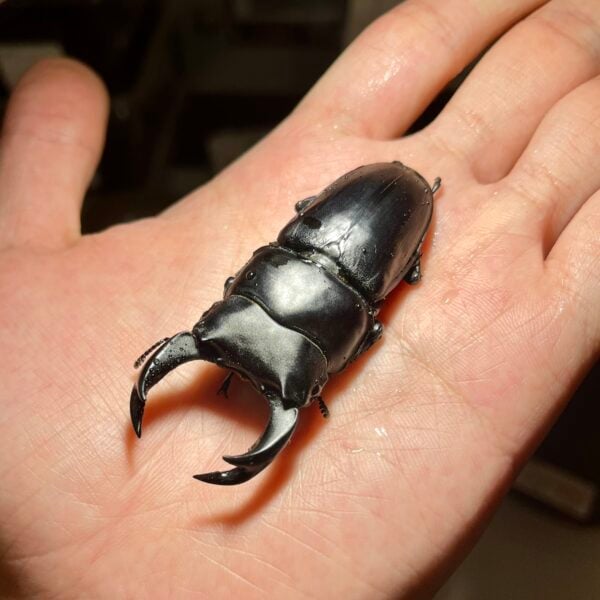 中國大鍬形蟲 (北峰產) ♂68mm 成對