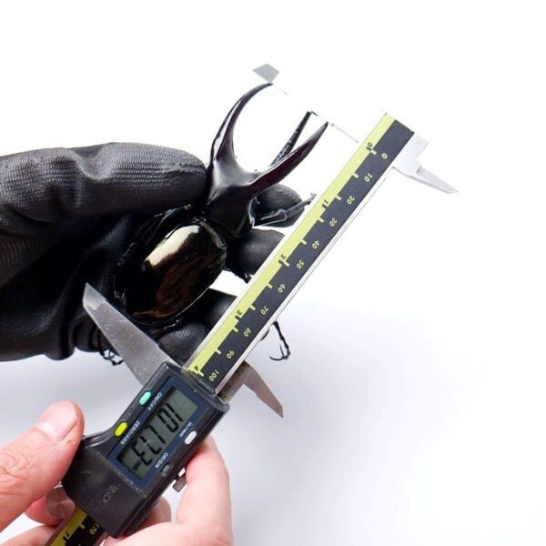 婆羅洲南洋大兜蟲 CM ♂101mm 大型成對