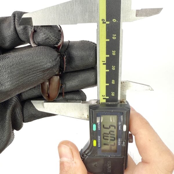 姬深山鍬形蟲 超大型親代♂54mm L1 3隻一組 D組