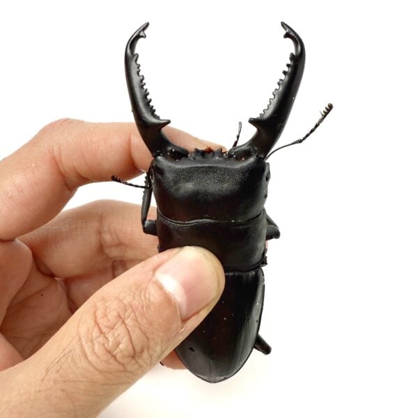 巴拉望巨扁鍬形蟲（天然品）♂99mm 成對 B組
