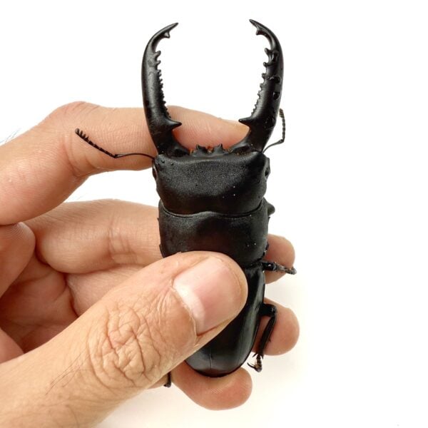 巴拉望巨扁鍬形蟲（天然品）♂92mm 成對 C組