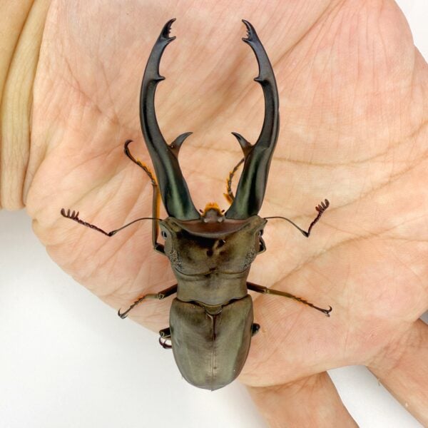 帝王細身赤鍬形蟲（特殊色.深綠）♂75mm 成對