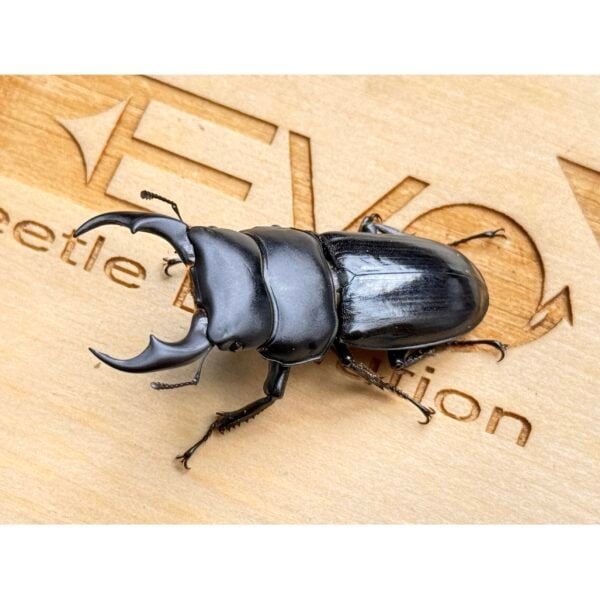 緬北大鍬形蟲 ♂42mm WD成對