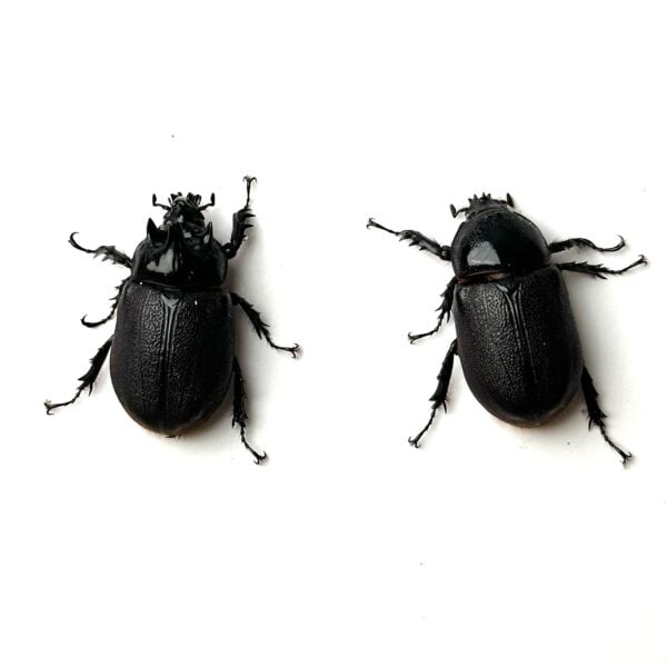 四角龍兜蟲 ♂41mm 成對