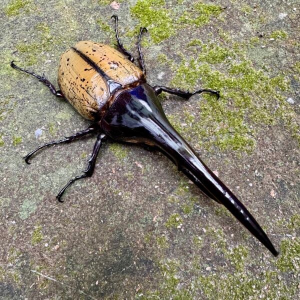 長戟大兜蟲DHH 親代♂ 163mm ♀ 74mm L2成對
