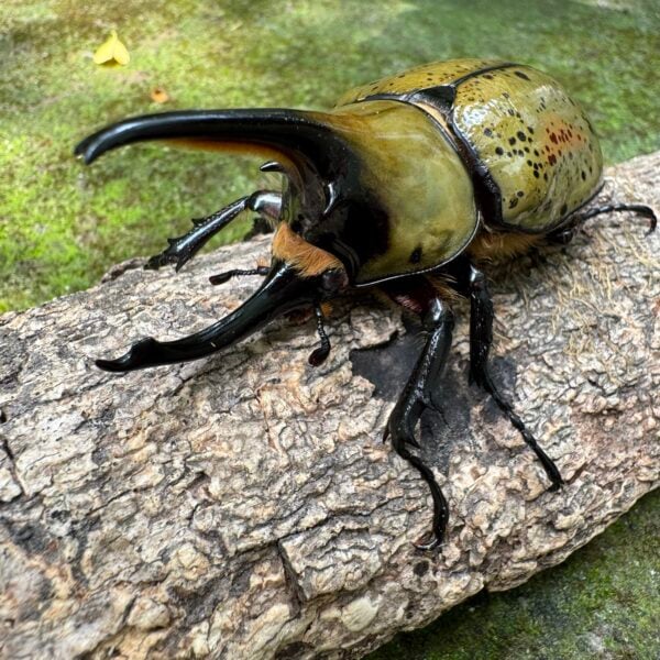 墨西哥白兜蟲 親代♂84mm ♀57mm L2成對 A組