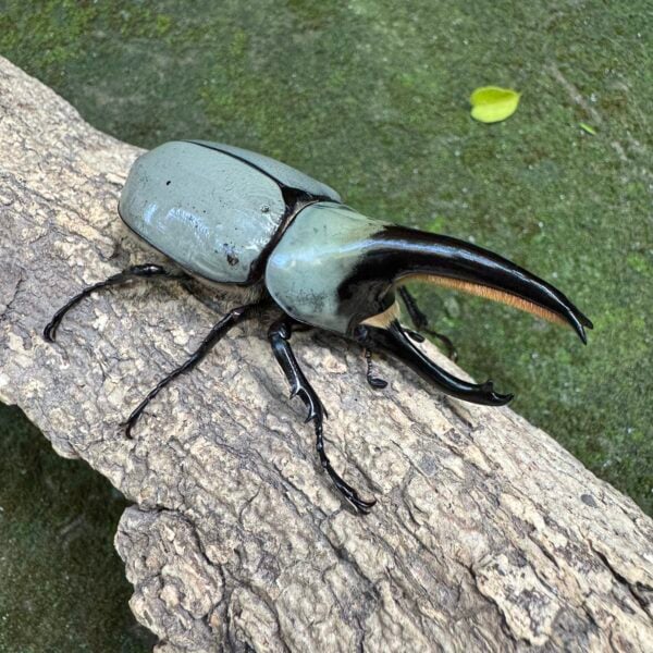 美西白兜蟲 （美型粗角少斑）親代♂76mm♀52mm L2單公 B組