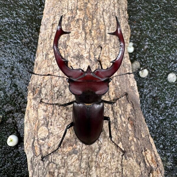 紅鹿深山鍬形蟲（日血）♂58mm 單公