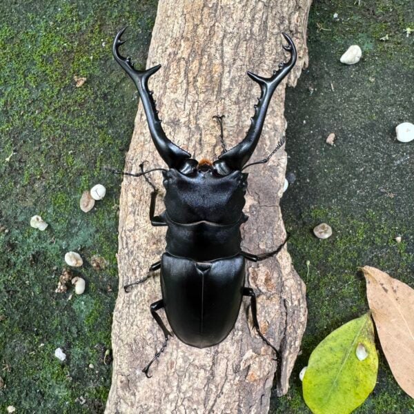 長頸鹿鋸鍬形蟲PGK ♂106mm 單公