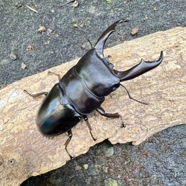 西南扁鍬形蟲 ♂74mm 成對