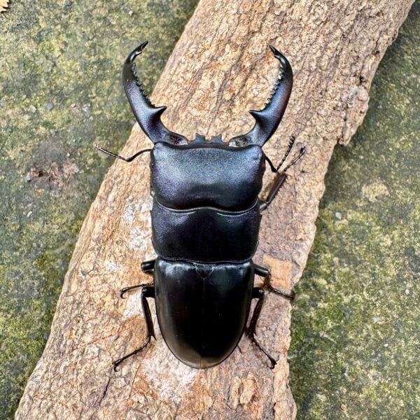 巴拉望扁鍬形蟲 ♂81mm 成對