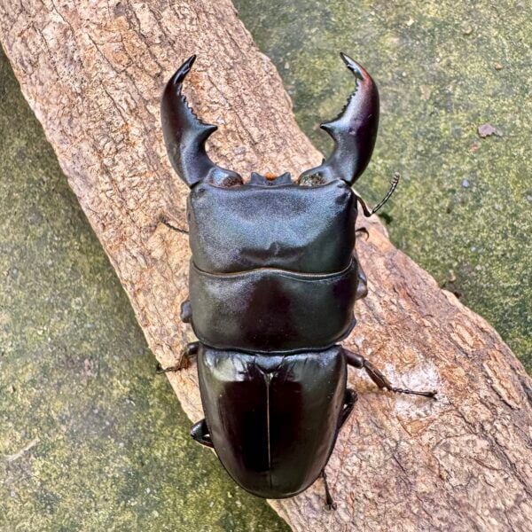 蘇門答臘扁鍬形蟲 ♂92mm 成對