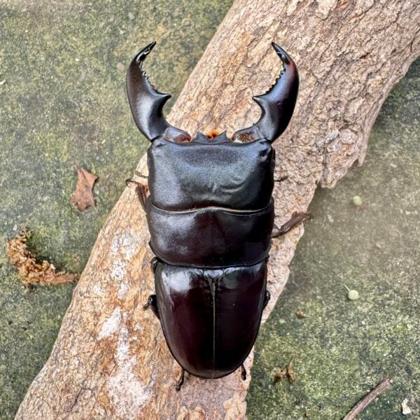 蘇門答臘扁鍬形蟲 ♂89mm 成對