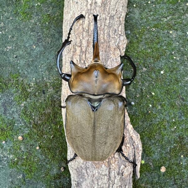 毛象大兜蟲 ♂123mm ♀74mm 成對