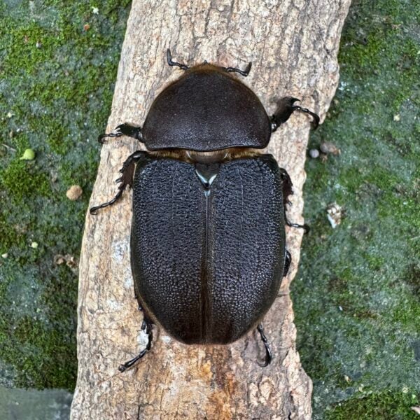 長戟大兜蟲DHH（日血美型種公156mm） ♀70mm 單母