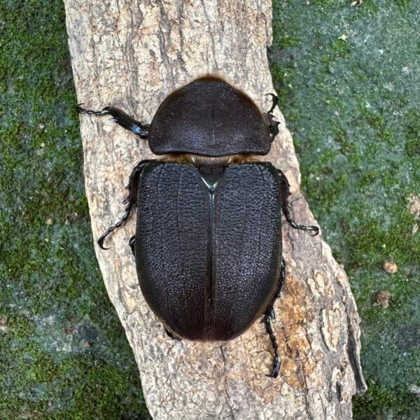 長戟大兜蟲DHH（日血美型種公151mm） ♀70mm 單母