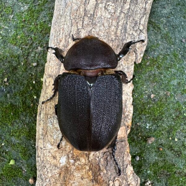 長戟大兜蟲DHH（粗短血） ♀65mm 單母