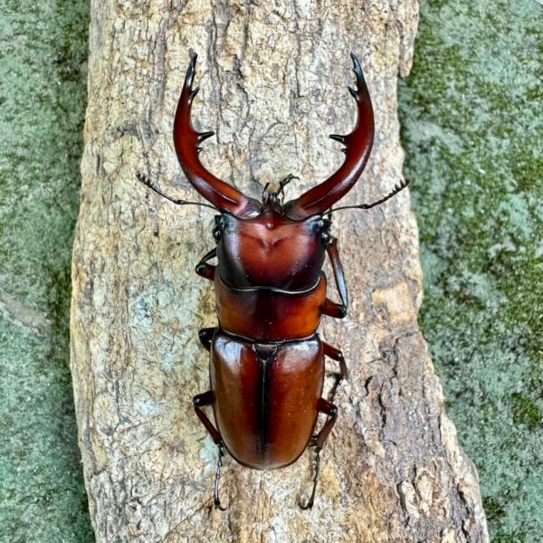 惡石島鋸鍬形蟲 ♂64mm 單公