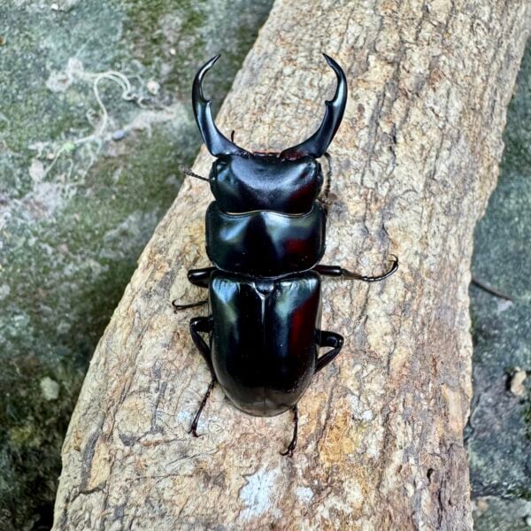 尼泊爾小鍬形蟲 ♂49mm 成對