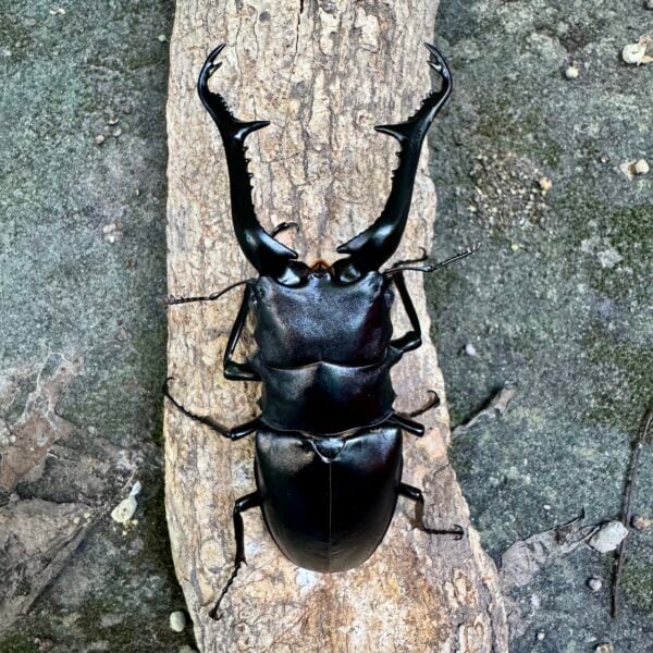 長頸鹿鋸鍬形蟲PGK ♂108mm 單公