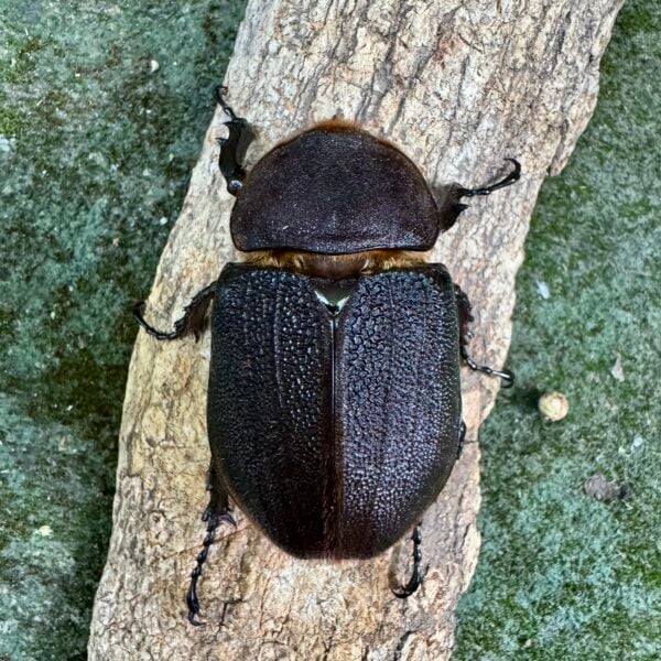 長戟大兜蟲DHH（粗短血） ♀65mm 單母